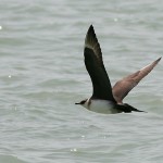 Arctic Skua