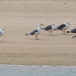Larus armenicus