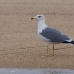 Larus armenicus