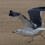 Larus armenicus