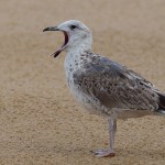 Larus armenicus