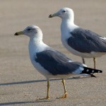 Larus armenicus