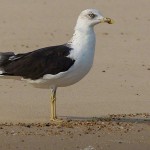 Baltic Gull