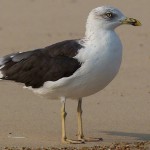 Baltic Gull