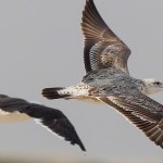 Baltic Gull