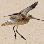Bar-tailed Godwit