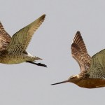 Bar-tailed Godwit