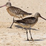 Bar-tailed Godwit