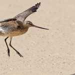 Bar-tailed Godwit