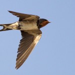 Hirundo rustica