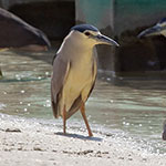 Black-crowned Night Heron
