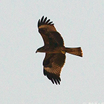 Black Kite