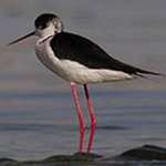 Himantopus himantopus