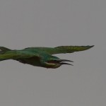 Blue-cheeked Bee-eater