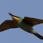 Blue-cheeked Bee-eater