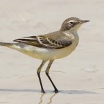 Blue-headed Wagtail