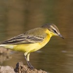 Blue-headed Wagtail