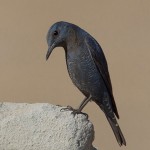 Monticola solitarius