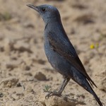Monticola solitarius