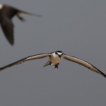 Bridled Tern - Onychoprion anaethetus