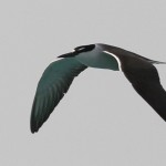 Bridled Tern - Onychoprion anaethetus