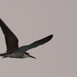 Bridled Tern - Onychoprion anaethetus