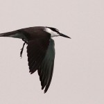 Bridled Tern - Onychoprion anaethetus