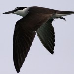 Bridled Tern - Onychoprion anaethetus