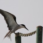 Bridled Tern - Onychoprion anaethetus