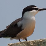 Bridled Tern - Onychoprion anaethetus