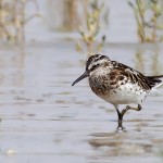 Broad Billed Sandpiper