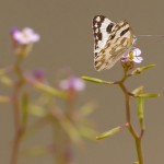 Caper White
