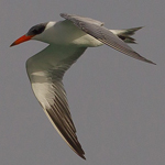 Hydroprogne caspia