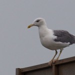 Larus cachinnans