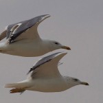 Larus cachinnans