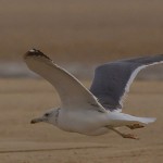 Larus cachinnans