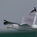 Larus cachinnans