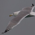 Larus cachinnans