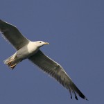 Larus cachinnans