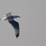 Larus cachinnans