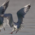 Larus cachinnans
