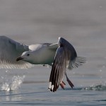 Larus cachinnans