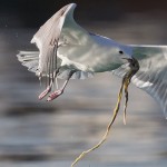 Larus cachinnans