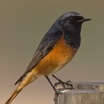 Central Asian Black Redstart