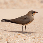 Collared Pratincole