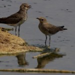Collared Pratincole