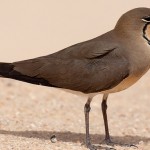 Collared Pratincole