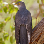 Common Cuckoo
