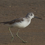 Tringa nebularia