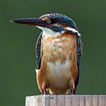 Common Kingfisher